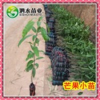 供應(yīng)一年生實(shí)生芒果苗 綠化占地工程用苗 廣西靈山果樹(shù)苗木批發(fā)