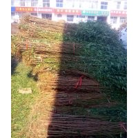 桃樹實(shí)生苗