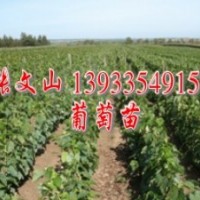 大量巨峰葡萄苗，黃金梨苗價格，春雪桃苗