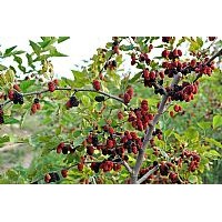 供應(yīng)果樹(shù)新品種果桑