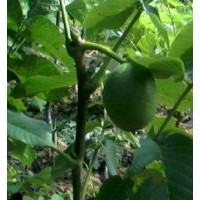 果實苗，核桃苗，蘋果苗，山楂苗，桃樹苗