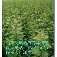 西府海棠樹苗|大量優(yōu)質