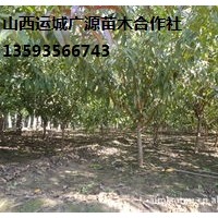 桃樹出售、8-12公分桃樹大量優(yōu)惠