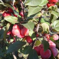 出售沙果樹苗，吉林內(nèi)蒙123果樹苗，吉勝李子苗