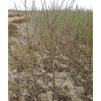 大量供應(yīng)一年實生桃樹苗