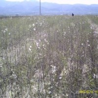 山桃苗 毛桃苗 海棠苗 酸棗苗 棉核桃苗 梨樹種子苗 蘋果種苗 山