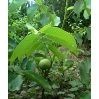 供應(yīng) 蘋果苗30棵，山楂苗，國(guó)槐小苗