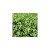 山西供應(yīng)核桃苗.梨樹.桃樹.杏樹.櫻桃.棗樹