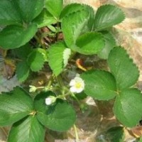 草莓種苗，山東草莓苗，草莓苗供應(yīng)