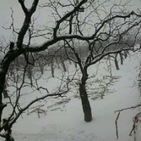 棗樹苗供應(yīng)