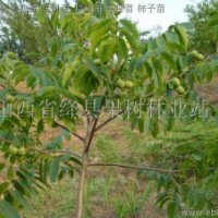供桃苗 杏苗 葡萄苗 核桃苗 蘋(píng)果苗