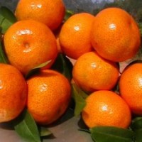 長期供應佛手苗、肉桂苗、沙糖桔苗、冰糖桔苗、皇帝柑貢柑苗、巴