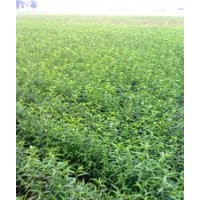 杏樹實(shí)生苗出售、價格優(yōu)惠、貨源充足