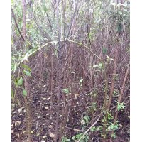 占地櫻桃苗|嫁接櫻桃苗|烏皮|紅燈籠櫻桃苗