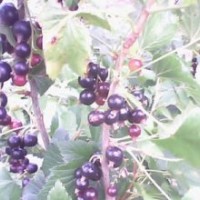 供應(yīng)黑加侖苗木黑加侖,黑加侖苗木,黑加侖苗