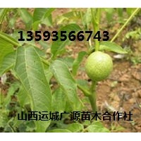 3年生核桃苗出售、價格優(yōu)惠、貨源充足