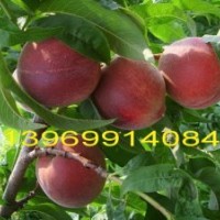 供應(yīng)春雪桃樹苗