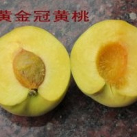 供應(yīng)黃金冠桃樹苗
