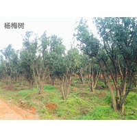 供應(yīng)移栽楊梅樹