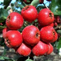 山楂基地大金星山楂苗 大五棱普通果出售及價格