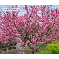 山西桃樹苗訂購電話 歡迎來電咨詢