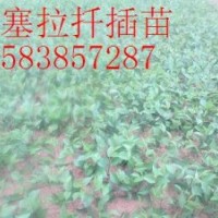 吉塞拉5-6號扦插苗