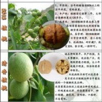 瀘州核桃苗，瀘州薄殼核桃苗