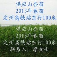 荒山荒坡栽種什么樹----山杏樹 供應(yīng)山杏樹苗
