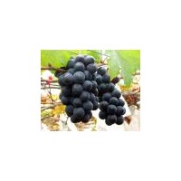 大量出售優(yōu)質(zhì)葡萄苗