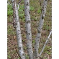 山楂樹/4-6公分山楂樹/占地樹/山西泰綠苗木繁育合作社