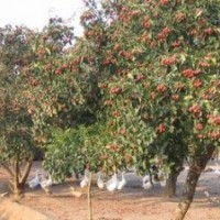 供山毛桃樹(shù)，山杏樹(shù)，核桃樹(shù)，櫻桃樹(shù)，梨樹(shù)等苗木