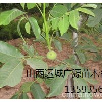 核桃苗出售、大量出售3年生核桃苗、價格優(yōu)惠