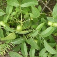 【山西民生苗圃】核桃苗 蘋果苗 柿子苗 梨樹苗