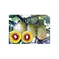 山東半島苗木供應(yīng)基地山東半島綠化苗木基地,泥猴桃苗木供應(yīng)