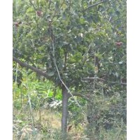 供應(yīng)3-10公分山楂樹綠化山楂樹占地山楂樹