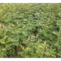 供應(yīng)花椒苗 500萬株大紅袍花椒苗