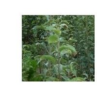 供應山西梨樹苗，嫁接的梨樹苗，大規(guī)格的梨樹