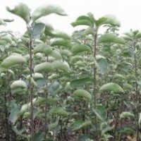 供應(yīng)梨樹苗，蘋果苗，核桃苗