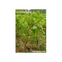 核桃苗供應(yīng) 核桃苗價(jià)格 核桃苗規(guī)格