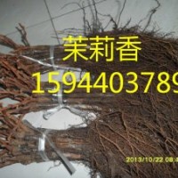 吉林出售蜜汁葡萄苗