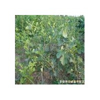 供優(yōu)質山楂苗 桃樹苗 梨樹苗