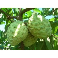 臺灣鳳梨釋迦小苗批發(fā)