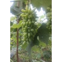 哪有賣郁金香葡萄苗的|省吉林出售郁金香葡萄苗大量