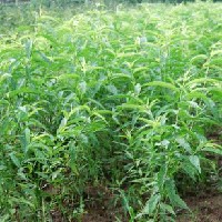 出售一年生實(shí)生桃樹(shù)苗，量大從優(yōu)