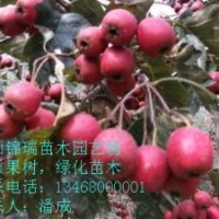 優(yōu)質(zhì)山楂樹苗|山楂樹苗價(jià)格|山楂小苗價(jià)格|