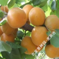 庭院果樹苗批發(fā)早熟麥黃杏小苗麥黃杏樹苗 包成活發(fā)貨
