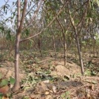 山西蘋果苗價格，核桃苗價格，桃樹價格，梨樹價格