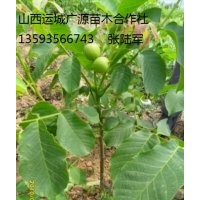 核桃苗出售、2年生、3年生核桃苗大量低價供應(yīng)