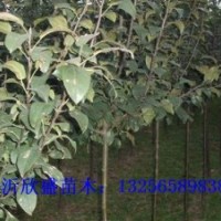 長壽果樹苗，自產(chǎn)自銷