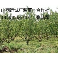 杏樹出售、5、6、7公分杏樹大量低價供應(yīng)